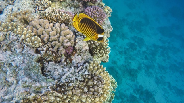 Koh Lipe Inside Zone Private Island Hopping & Snorkeling Tour